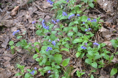Pulmonaria obscura