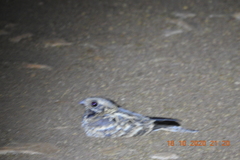 Caprimulgus asiaticus