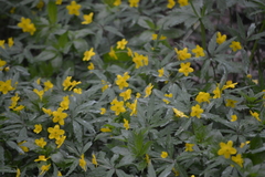 Anemonoides ranunculoides