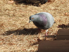 Columba livia domestica