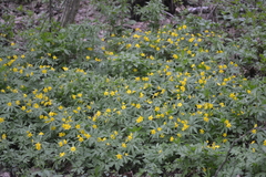 Anemonoides ranunculoides