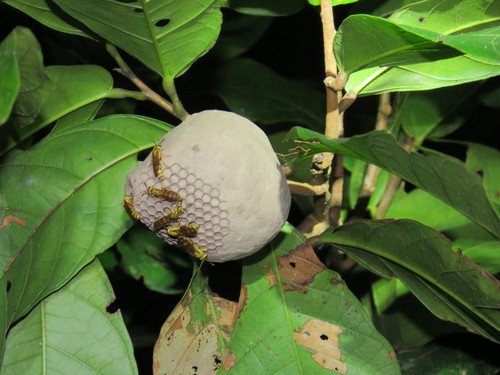 Polybia emaciata
