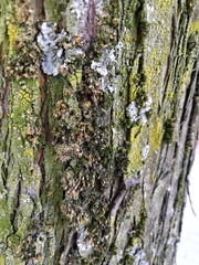Orthotrichum