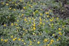 Anemonoides ranunculoides
