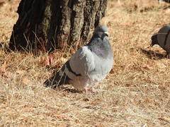 Columba livia domestica