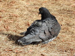 Columba livia domestica