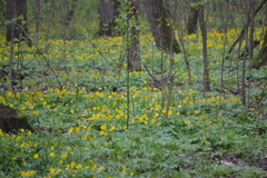 Anemonoides ranunculoides