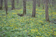 Anemonoides ranunculoides