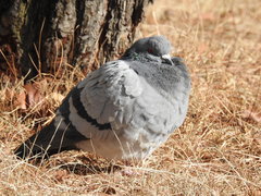 Columba livia domestica