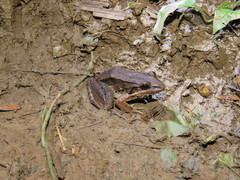 Leptodactylus bolivianus
