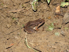 Leptodactylus bolivianus