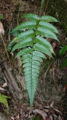 Polystichum biaristatum