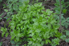 Mercurialis perennis