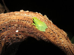 Sphaenorhynchus lacteus