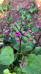 Pericallis × hybrida