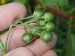 Solanum furcatum
