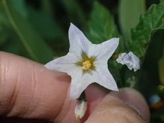 Solanum furcatum