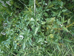 Solanum furcatum