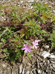 Geranium robertianum