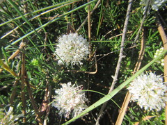 Agathosma gonaquensis