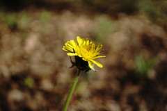 Taraxacum thracicum
