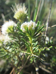 Agathosma gonaquensis