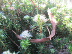 Agathosma gonaquensis