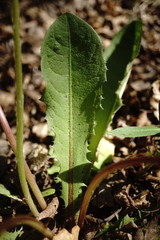 Taraxacum thracicum