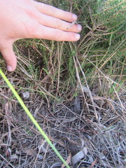 Agathosma gonaquensis