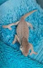 Bradypodion thamnobates