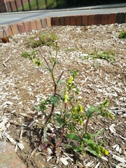 Senecio vulgaris