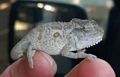 Bradypodion thamnobates