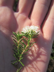 Agathosma gonaquensis