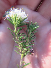 Agathosma gonaquensis