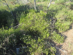 Agathosma gonaquensis