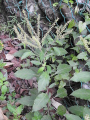 Ocimum gratissimum