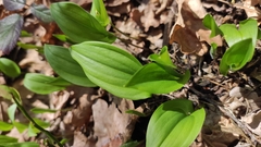 Maianthemum bifolium