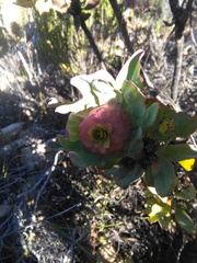Leucadendron pubibracteolatum