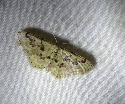 Idaea micropterata