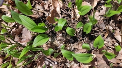 Maianthemum bifolium
