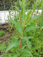 Epilobium hirsutum