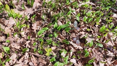 Maianthemum bifolium