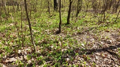 Maianthemum bifolium