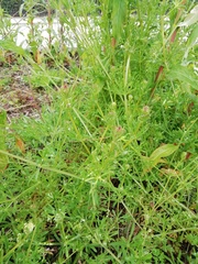 Galium aparine