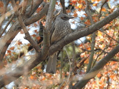 Hypsipetes amaurotis amaurotis