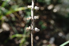 Scutellaria albida