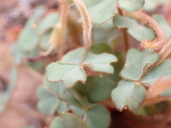 Oxalis imbricata