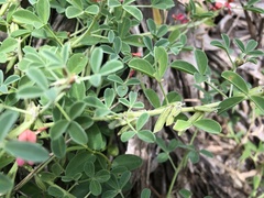 Indigofera trifoliata