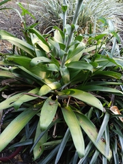 Tillandsia heterophylla