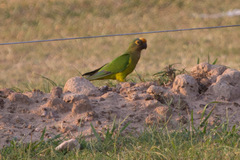 Eupsittula aurea
